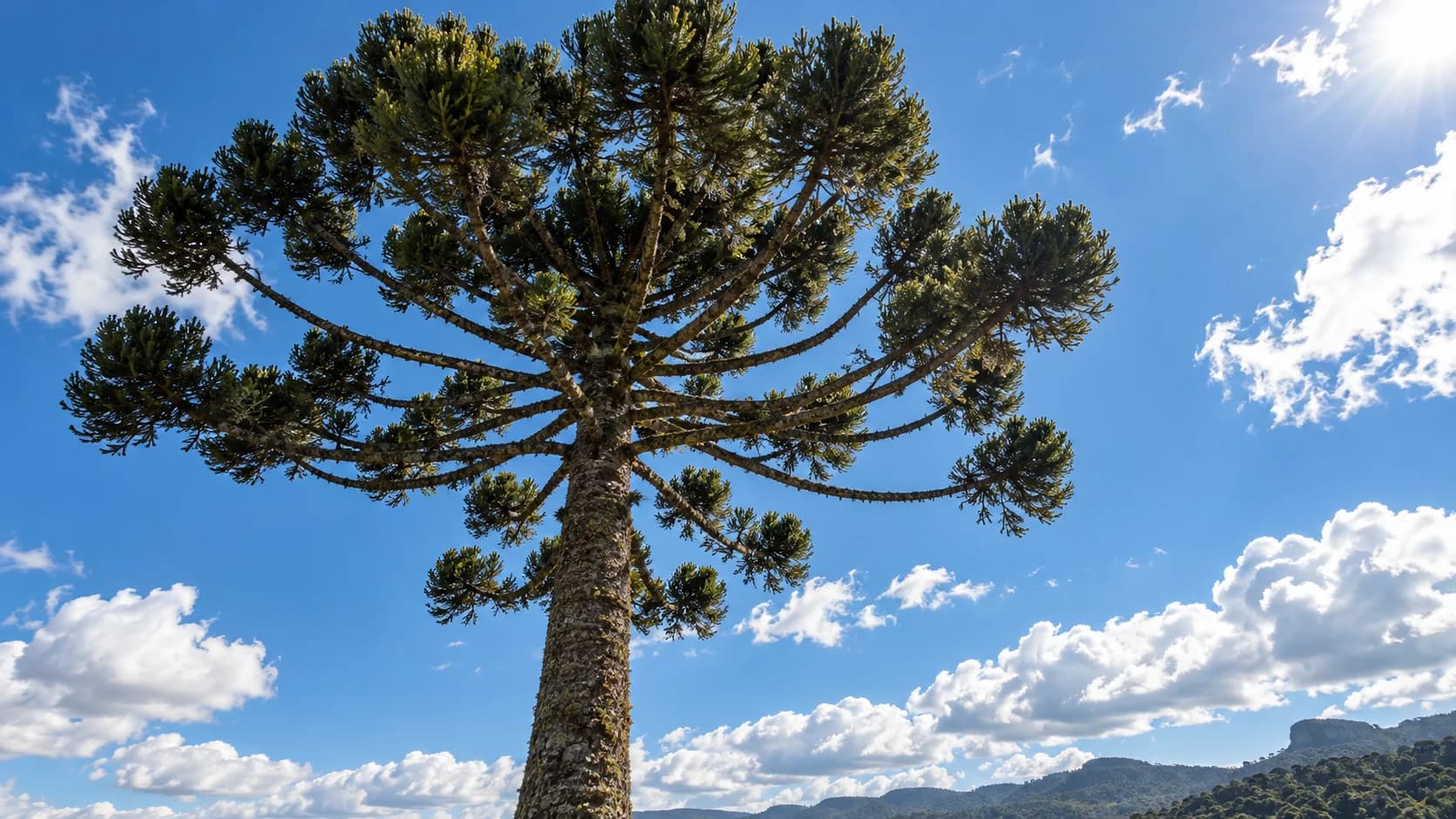 Galhos de uma araucária distribuídos sob um céu com nuvens